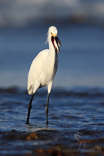 Volavka bělostná (Egretta thula), Volavka bělostná (Egretta thula), Snowy Egret, Autor: Ondřej Prosický | NaturePhoto.cz, Model: Canon EOS 5D, Objektiv: Canon EF 400mm f/5.6 L USM, Ohnisková vzdálenost (EQ35mm): 400 mm, stativ Gitzo 1227 LVL, Clona: 5.6, Doba expozice: 1/1000 s, ISO: 100, Kompenzace expozice: -1/3, Blesk: Ne, Vytvořeno: 13. prosince 2006 6:53:33, Dominical (Kostarika)